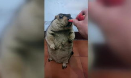 动物搞笑视频,动物界的喜剧之王