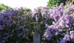 五月丁香视频,探寻花海中的浪漫时光